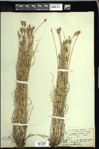 Carex crawfordii image