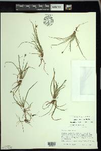 Carex concinna image