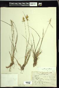 Carex cryptolepis image