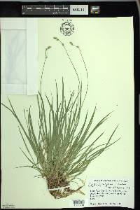 Carex deweyana image