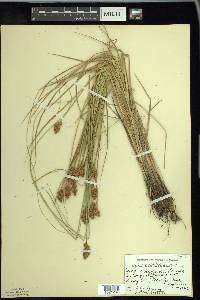 Carex crawfordii image