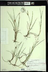 Carex crawei image