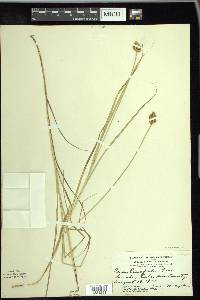 Carex crawfordii image