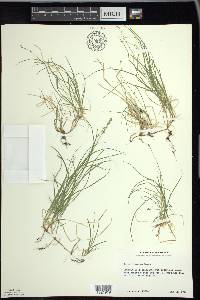 Carex disperma image