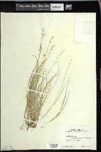 Carex disperma image