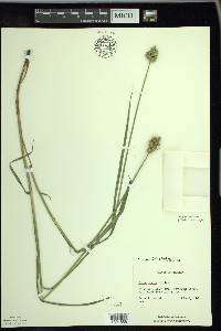 Carex cumulata image