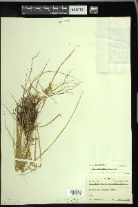 Carex cryptolepis image