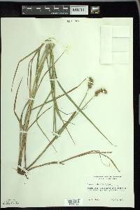 Carex cristatella image