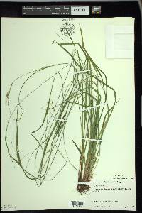 Carex debilis var. rudgei image