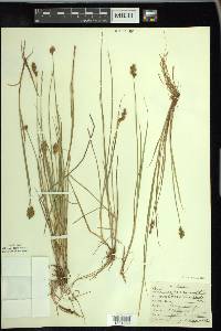 Carex crawfordii image