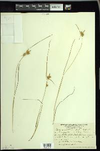 Carex cryptolepis image