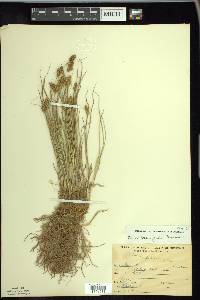 Carex crawfordii image