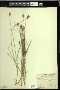 Carex crawfordii image