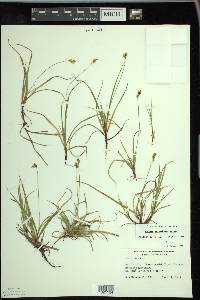 Carex concinna image