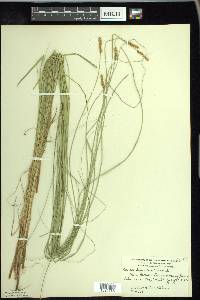 Carex diandra image