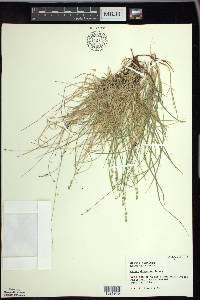 Carex disperma image