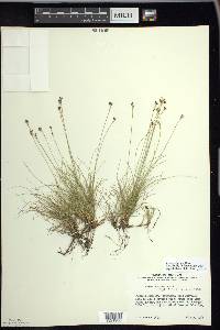 Carex eburnea image