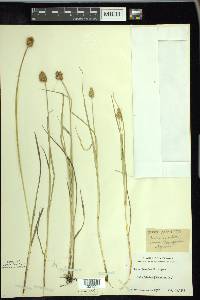 Carex crawfordii image