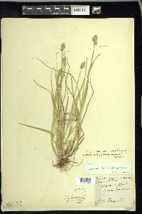 Carex cumulata image