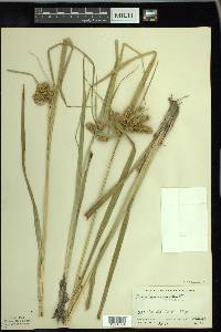 Carex comosa image