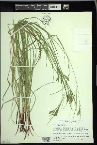 Carex debilis var. debilis image