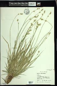 Carex deweyana image