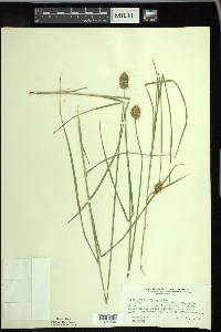 Carex crawfordii image