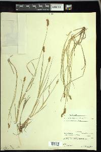 Carex crawfordii image