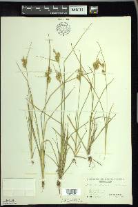 Carex cryptolepis image