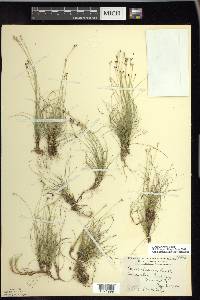 Carex eburnea image