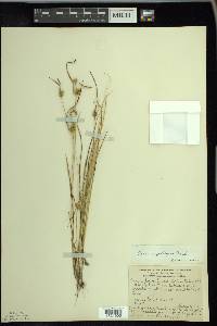 Carex cryptolepis image