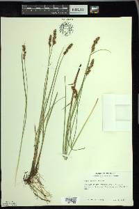 Carex diandra image