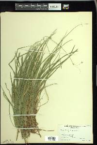 Carex deweyana image