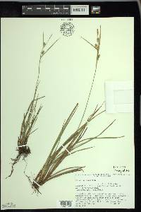 Carex conoidea image