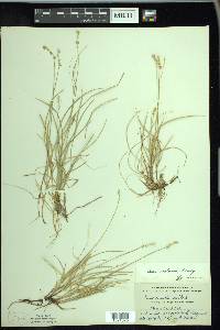 Carex disperma image