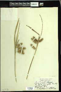 Carex comosa image