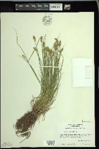 Carex crawfordii image