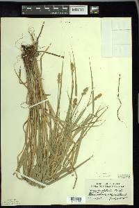 Carex cristatella image