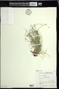 Carex disperma image