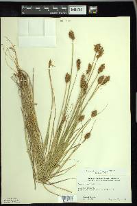 Carex crawfordii image