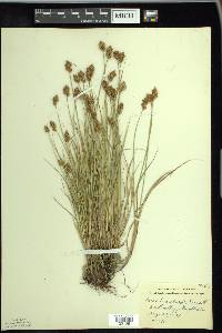 Carex crawfordii image