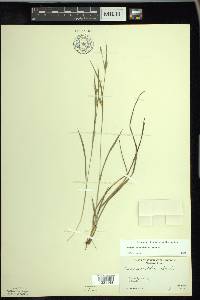 Carex conoidea image