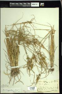 Carex cryptolepis image