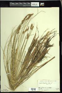 Carex diandra image