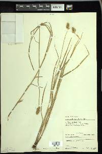 Carex cristatella image