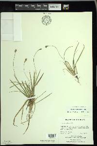 Carex concinna image