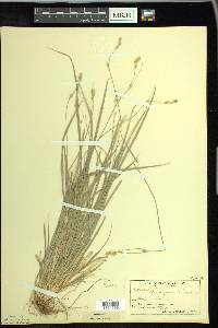 Carex deweyana image