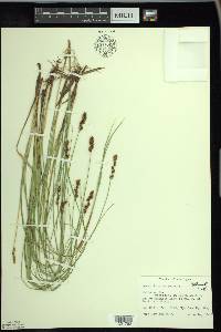 Carex diandra image