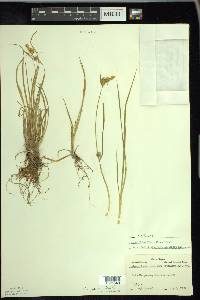 Carex cryptolepis image