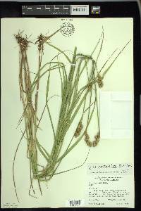 Carex cristatella image